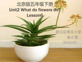 小学英语北京版5B Lesson6 unit2 what do flowers do 部优课件