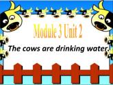 外研版（三起）小学英语六下 Module3 Unit2 The cows are drinking water.  课件