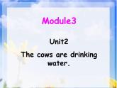 外研版（三起）小学英语六下 Module3 Unit2 The cows are drinking water. 课件