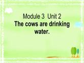 外研版（三起）小学英语六下 Module3 Unit2 The cows are drinking water. 课件