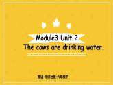 Module 3 Unit 2 The cows are drinking water.  課件PPT+練習(xí)課件+音視頻素材