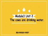 Module 3 Unit 2 The cows are drinking water.  课件PPT+练习课件+音视频素材
