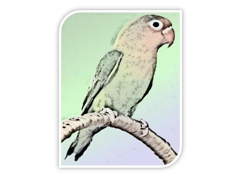 人教精通版小学英语三下 Unit5 It 's a parrot.(Lesson27)  课件第7页