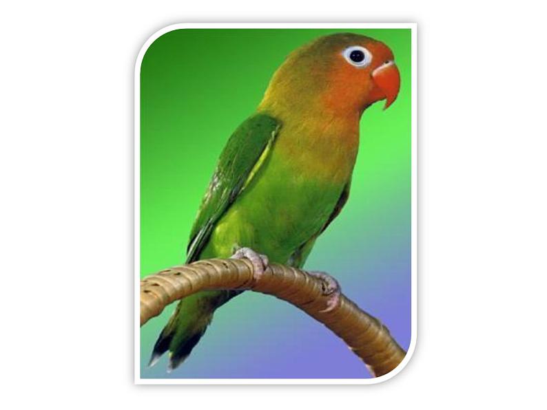 人教精通版小学英语三下 Unit5 It 's a parrot.(Lesson27)  课件第8页