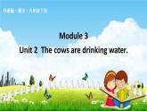 外研版六年级英语下册《Module 3 Unit 2》课堂教学课件PPT