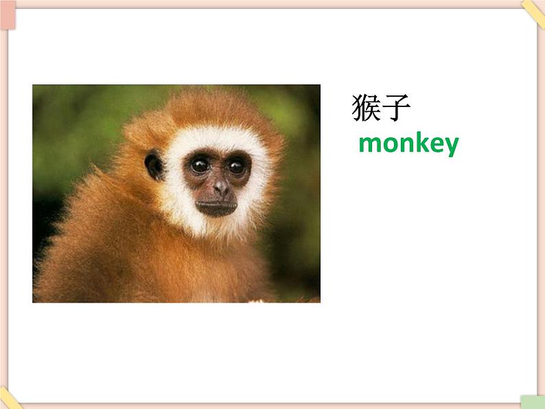 Unit 3 It has two big eyes——词汇第3页