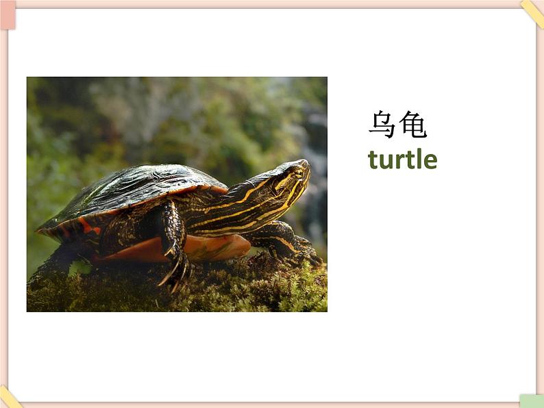 Unit 3 It has two big eyes——词汇第5页