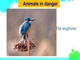 外研剑桥版英语6年级上册 Unit5 Animals in danger第2课时(2&3) PPT课件