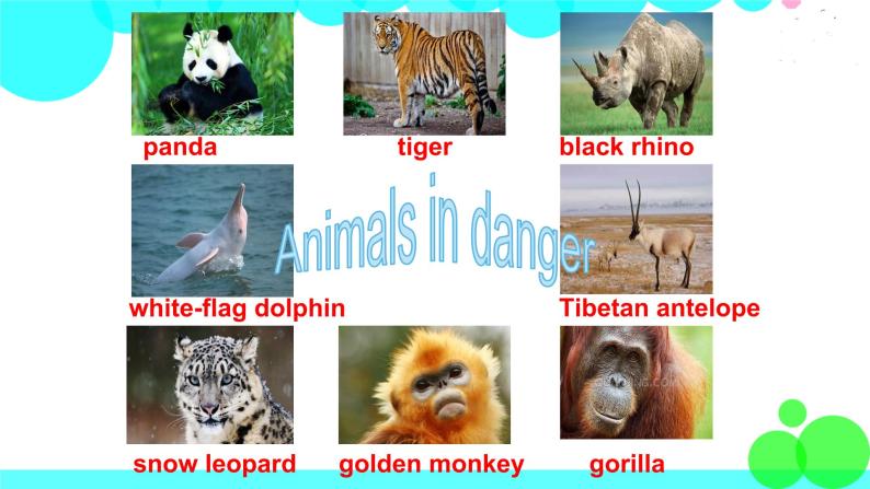 外研剑桥版英语6年级上册 Unit5 Animals in danger第4课时(5) PPT课件03