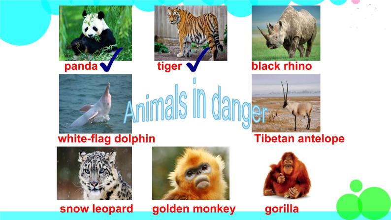 外研剑桥版英语6年级上册 Unit5 Animals in danger第5课时(6&7) PPT课件06