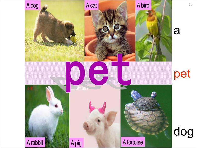 四年级上册英语课件-Unit 3 lesson 5 my pet dog 课件03