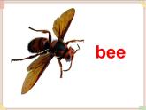 五年级上册英语课件-Unit 2 lesson 2 what's an insect ∣川教版(三年级起点)