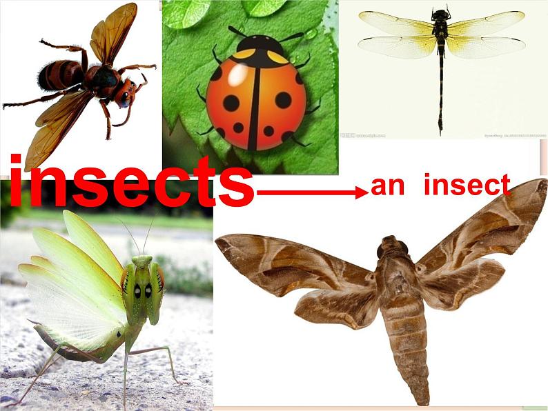 五年级上册英语课件-Unit 2 lesson 2 what 's an insect ∣川教版(三年级起点)第7页