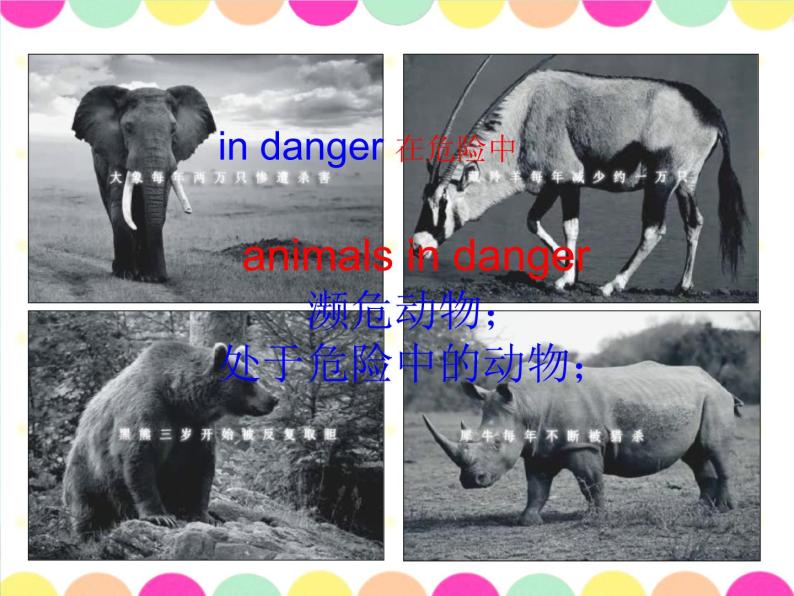 外研剑桥版六上英语Unit5 Animals in danger 课件03