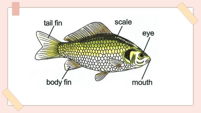 清华大学版小学英语 六年级上册 -unit 2 animals and science  lesson 8 课件08