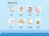 Unit 9 The Tiger and Other Animals Period 1-2（课件） 新世纪英语四年级上册