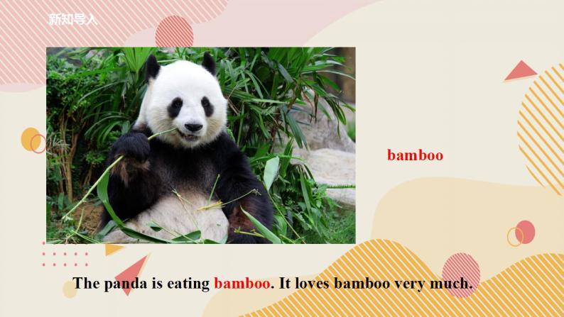 外研版（一年级起点）6上英语 Module 7 Unit 1 Pandas love bamboo 课件+教案+练习+音视频03