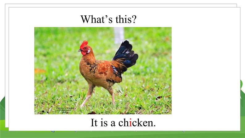 冀教版英语3下 Lesson2 PPT课件+教案08