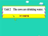 2022外研版（三起）六年级英语下册 Module3Unit2Thecowsaredrinkingwater（作业课件+教案）