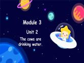 Module 3 Unit 2 The cows are drinking water.（课件）外研版（三起点）六年级英语下册