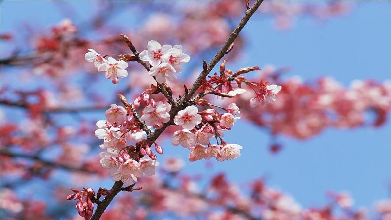 人教版（PEP）英语六年级下册 Unit 1 Part B 第5课时 授课课件第2页