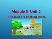 外研版 (三年级起点)六年级下册Unit 2 The cows are drinking water说课课件ppt