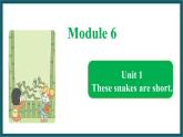 Module 6 Unit 1（课件）外研版（一起）英语一年级下册