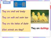 Unit 12 The ugly duckling 第一課時(shí) 課件+教案+習(xí)題