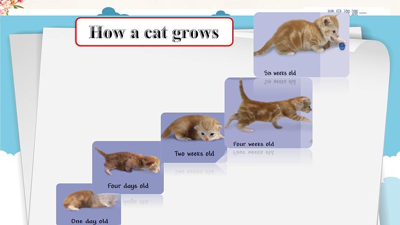 Unit 4 Read and write课件第8页