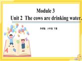 Module 3 Unit 2 The cows are drinking water（課件PPT+音視頻素材）