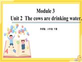 Module 3 Unit 2 The cows are drinking water（课件PPT+音视频素材）