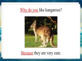 外研版（一起）英语四年级下册课件 《Module 9Unit 2 Kangaroos live in Australia.》