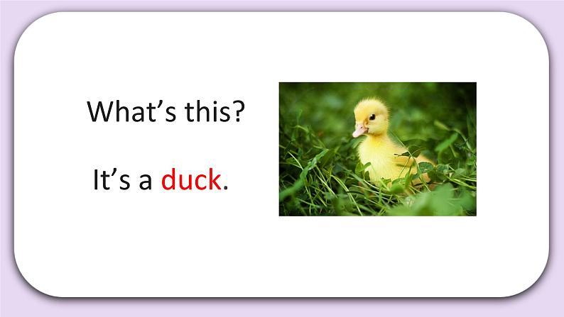 Unit 4 There are many animals Lesson13 课件+音频素材 北京版英语二上05