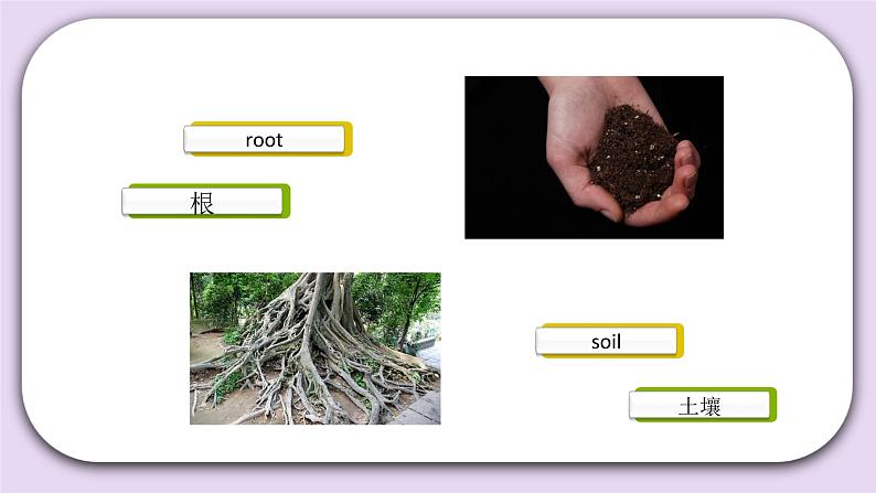 Unit 2 What do flowers do Lesson7 课件+音频素材 北京版英语五下07