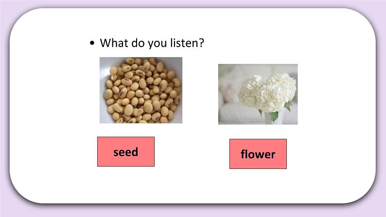 Unit 2 What do flowers do Lesson8 课件 北京版英语五下第4页