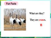 精通六英上 Unit 2 Fun Facts PPT課件+教案