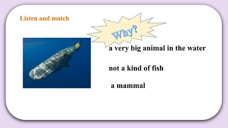 人教版新起点英语六上册Unit 3 Animal world let’s check课件+教案+练习05