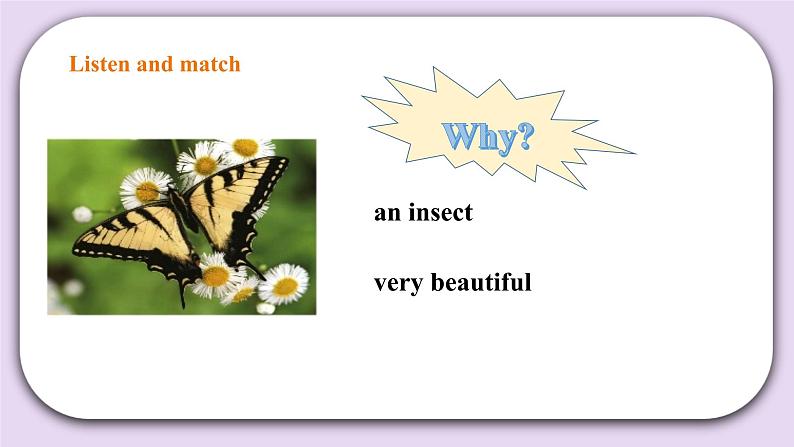 人教版新起点英语六上册Unit 3 Animal world let’s check课件+教案+练习07