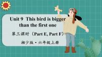 湘少版六年级上册Unit 9 This bird is bigger than fist one...图片课件ppt