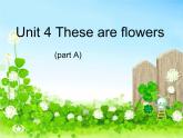 湘少版英语四年级上 册   Unit 4 These are flowers    课件1