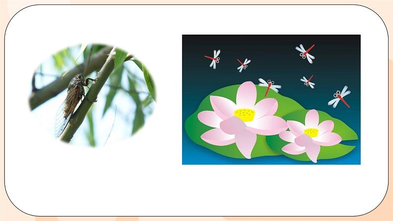 Unit 6 There are four seasons in a year. Lesson 33 & Lesson 34课件+素材05