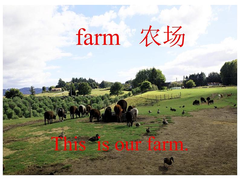 外研版（一年级起点）小学一年级英语下册 Module 5  Unit 1  They are cows.   课件1002