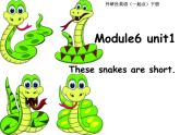 外研版（一年级起点）小学一年级英语下册 Module 6  Unit 1 These snakes are short.  课件