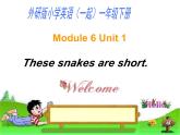 外研版（一年级起点）小学一年级英语下册 Module 6  Unit 1 These snakes are short.  课件4