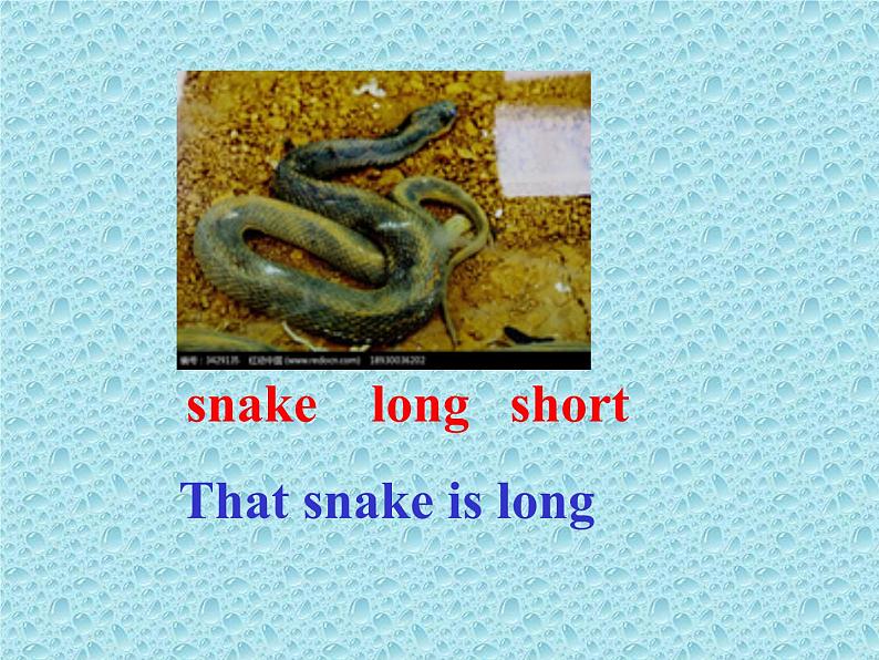 外研版（一年级起点）小学一年级英语下册 Module 6  Unit 1 These snakes are short.  课件7第3页