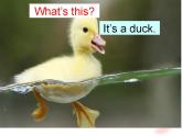 外研版（一年級起點）小學(xué)三年級英語上冊Unit 1 These ducks are very naughty!   課件