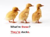 外研版（一年級起點）小學(xué)三年級英語上冊Unit 1 These ducks are very naughty!   課件1