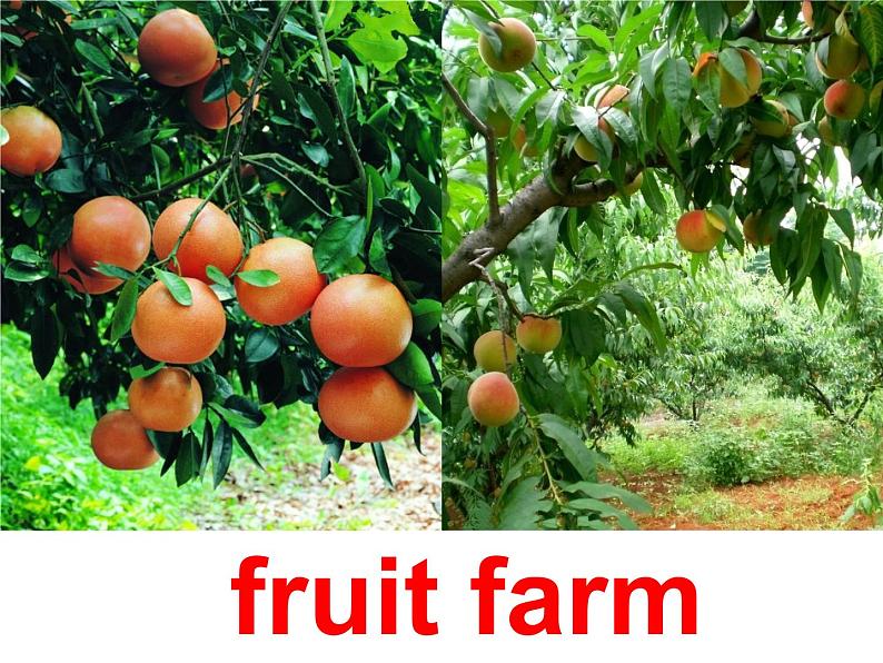 外研版（一年级起点）小学三年级英语下册 Module 4 Unit 1 We'll pick fruit.   课件508