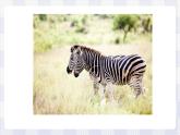 滬教版英語(yǔ)六年級(jí)上冊(cè) Unit 5 Animals in danger 課件+素材