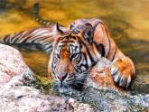 滬教版英語(yǔ)六年級(jí)上冊(cè) Unit 5 Animals in danger 課件+素材